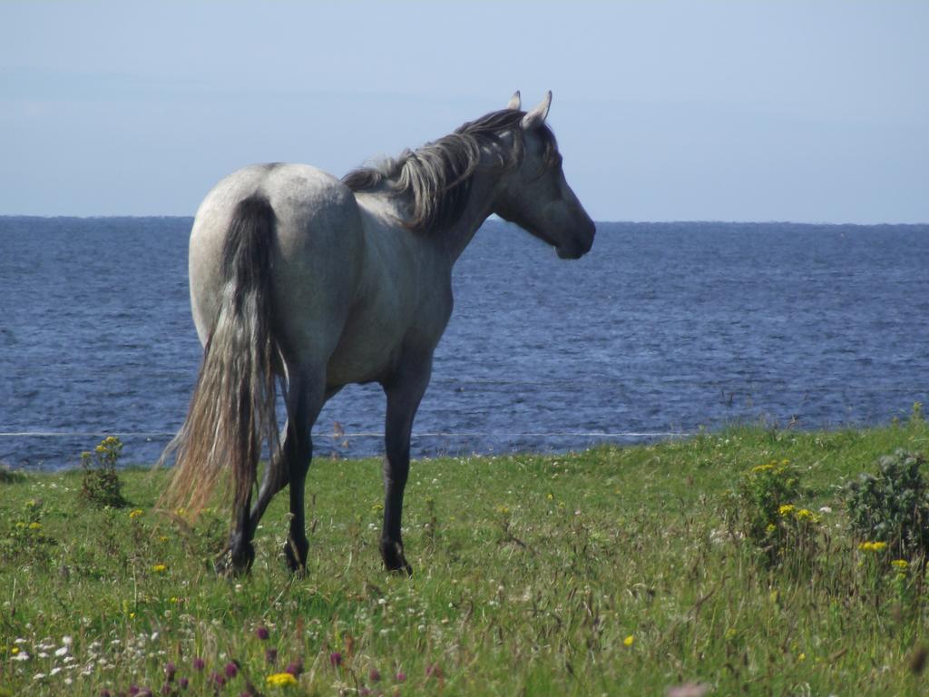 Ocean Sound Bed & Breakfast Easkey Bagian luar foto